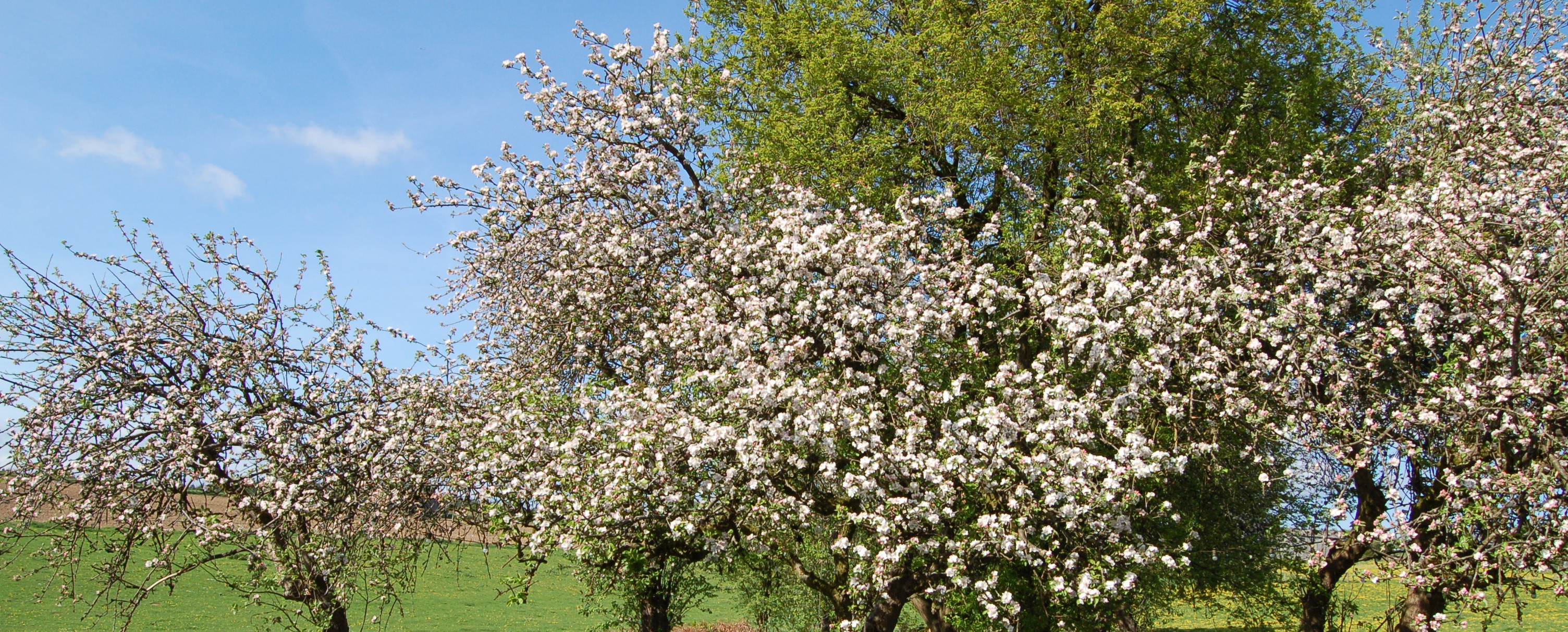 Petit Fays in het voorjaar